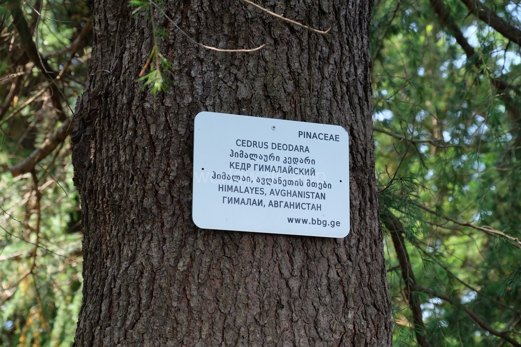 Батумский ботанический сад — растения, цветение и детали сада, фото 2