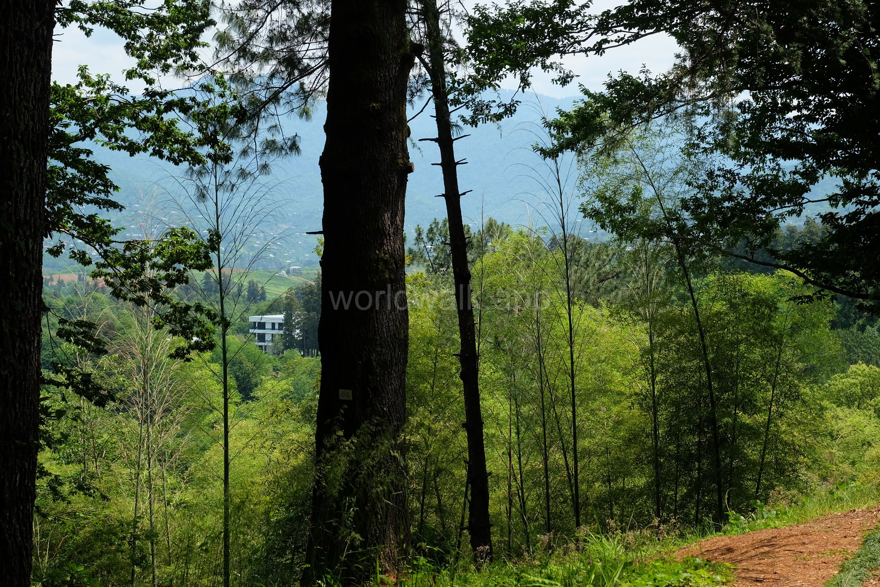 Батумский ботанический сад — большая фотогалерея ботанического сада, фото 8
