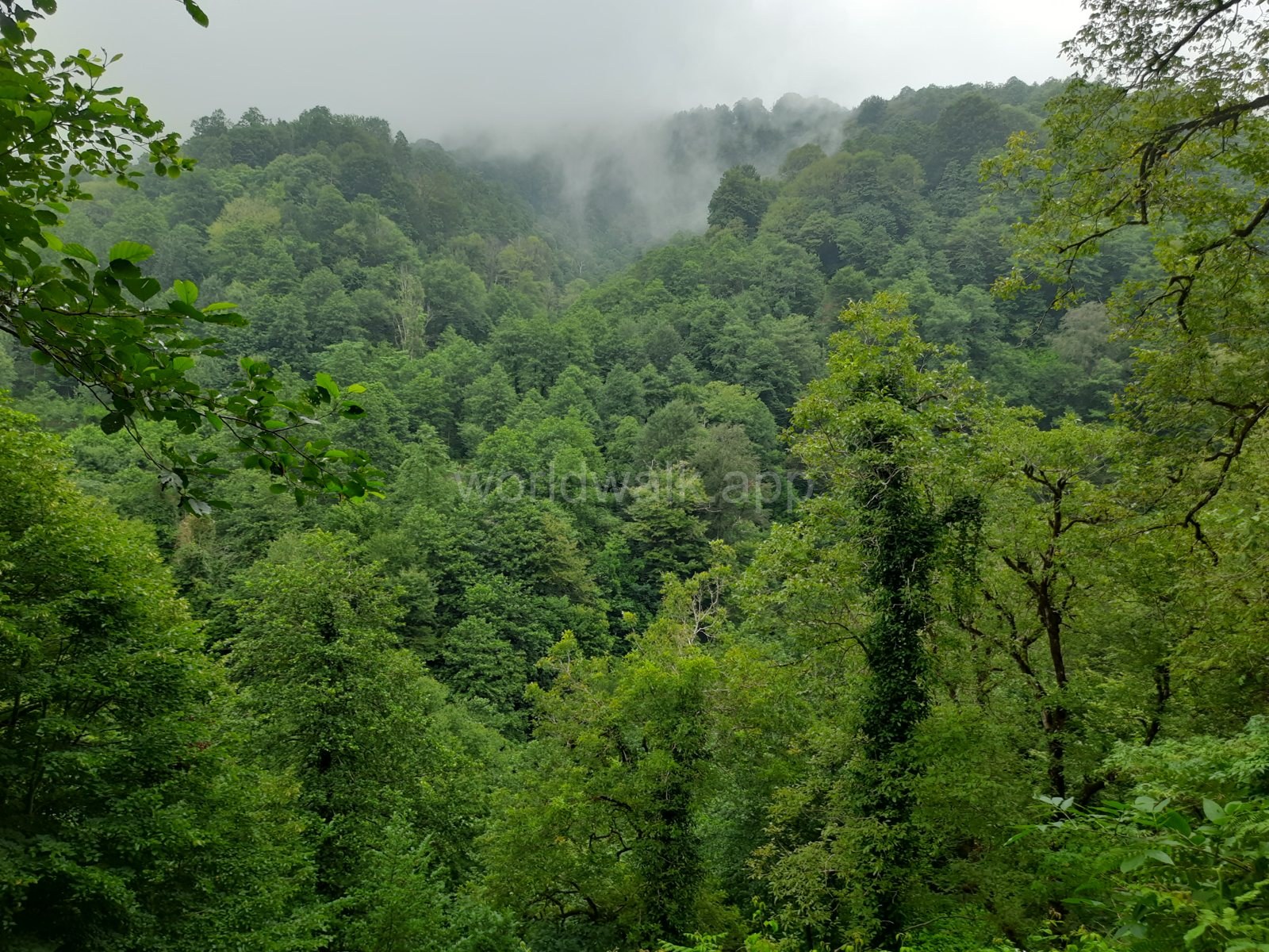 Mist over the Colchic forest in Mtirala National Park, Adjara