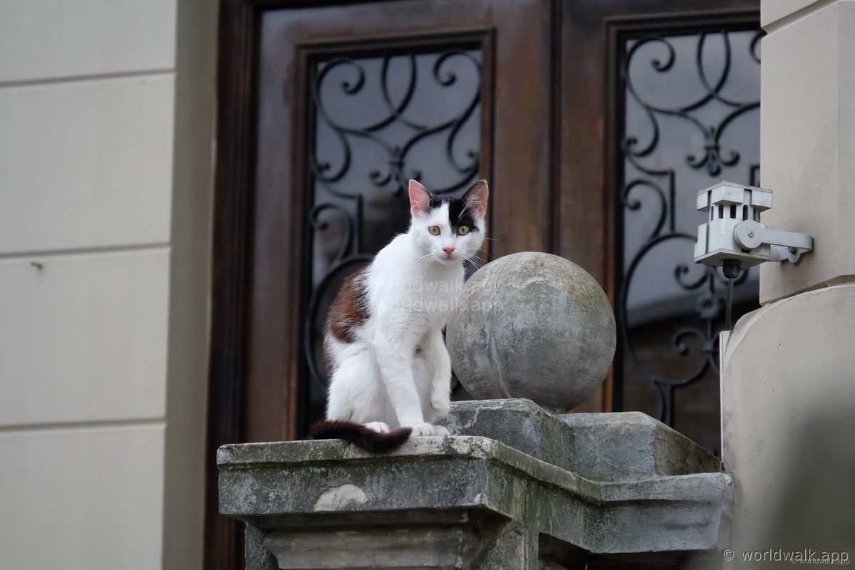 Cat on stone gate pillar in Batumi Old Town — ornate iron door in the background