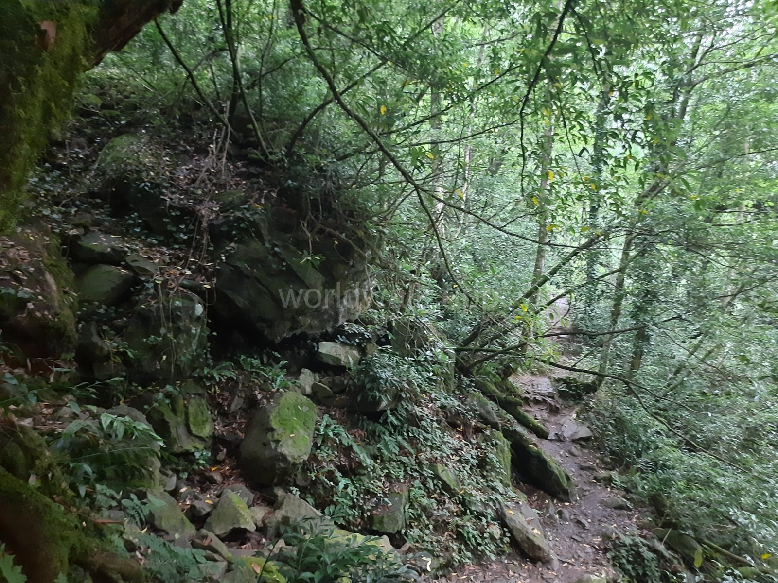 Rocky forest trail in Mtirala: shoes with good grip are essential
