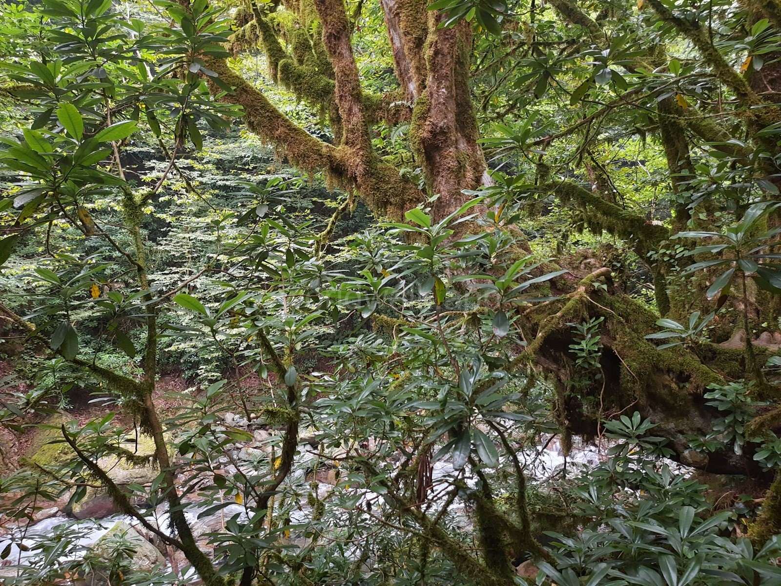Mossy rhododendron forest above a mountain river in Mtirala